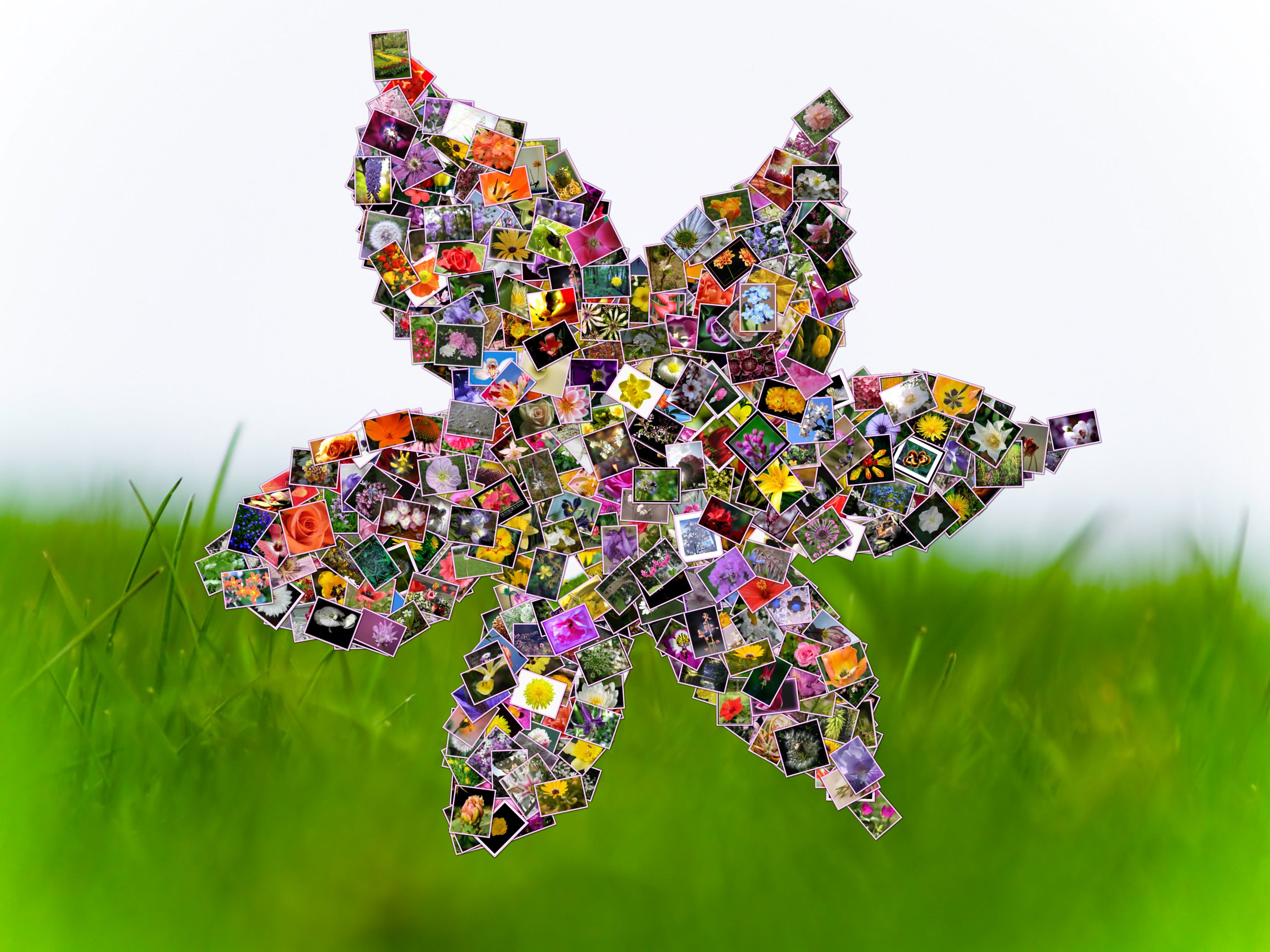 Shape Collage Features shape-collage-features