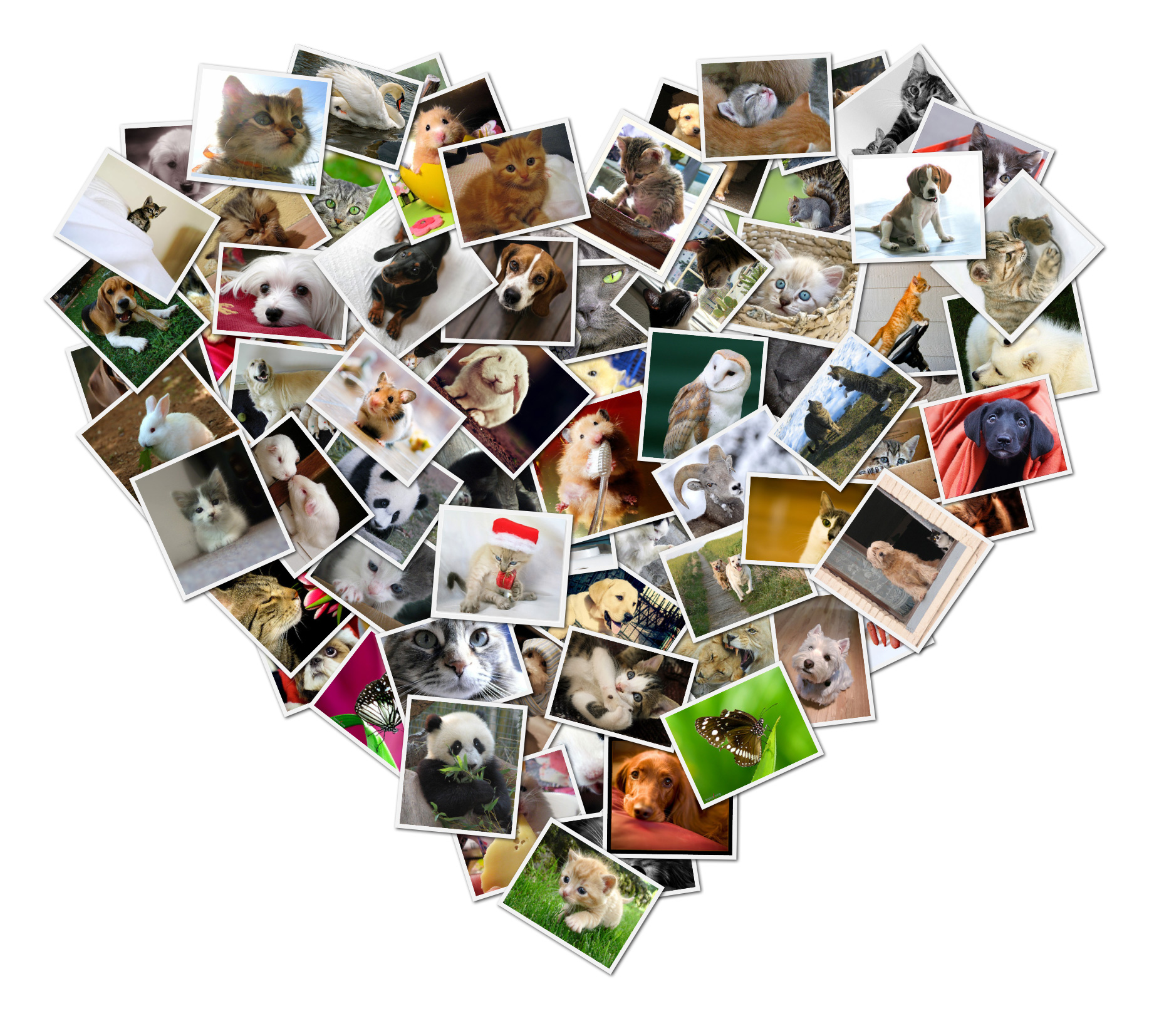 collage-heart-2.jpg