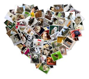 Heart-shaped photo collage